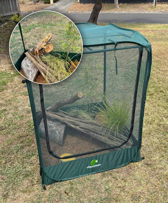Reptile UV Lighting and Heat: Why they’re essential for your reptile's well-being.